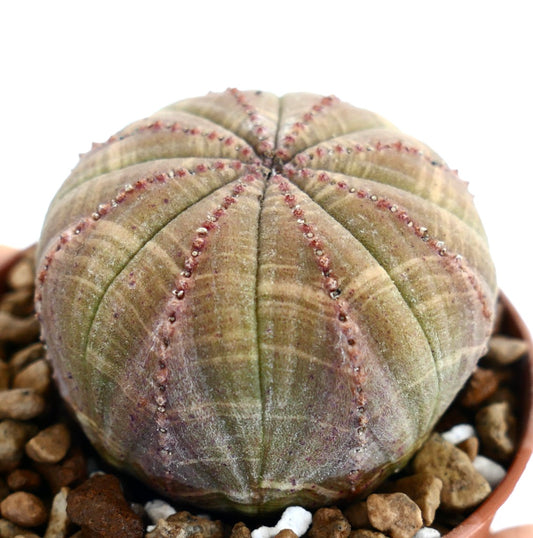 Euphorbia obesa, pianta succulenta con corpo arrotondato a coste e piccoli tubercoli rossi
