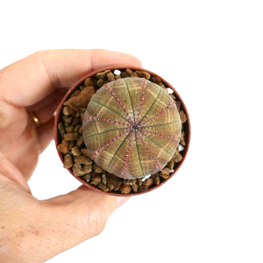 Euphorbia obesa, cactus succulento con corpo rotondo e costolato e piccoli tubercoli rossi in vaso