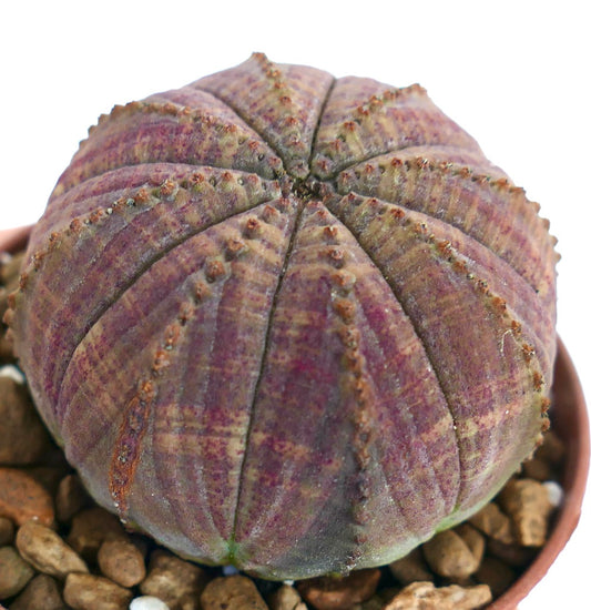 Succulenta cactus Euphorbia obesa con corpo arrotondato e costolato dai toni viola-verde