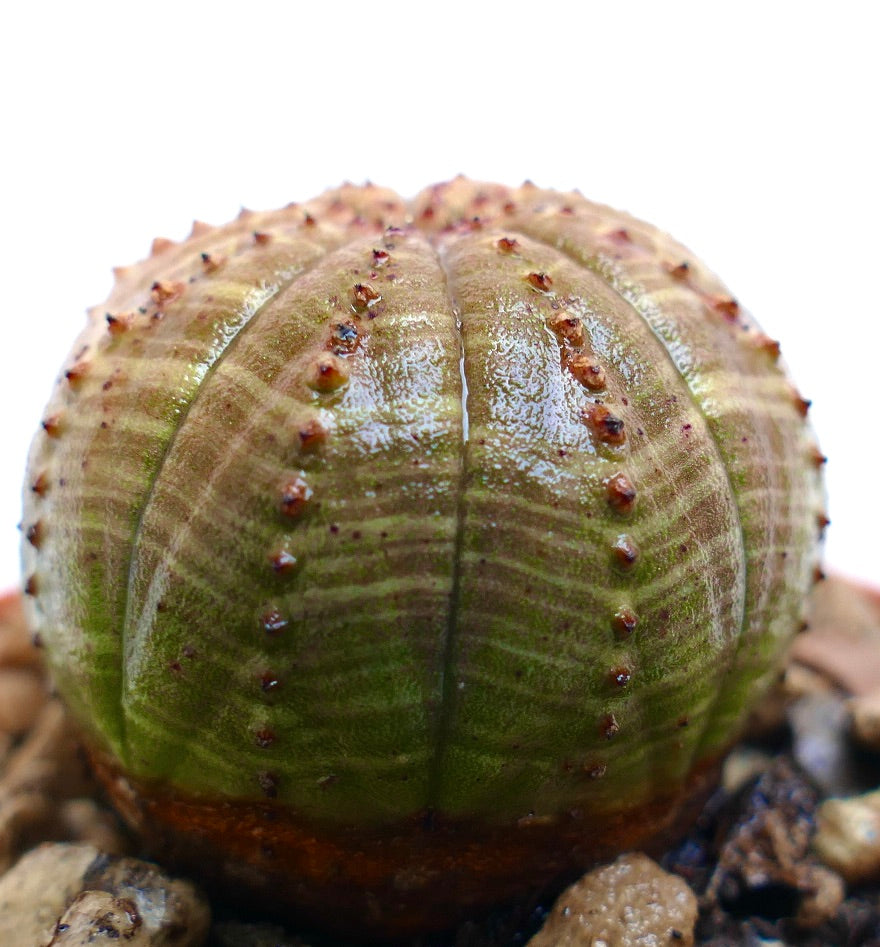 Euphorbia obesa, cactus succulento con corpo arrotondato costoluto e piccoli tubercoli marroni