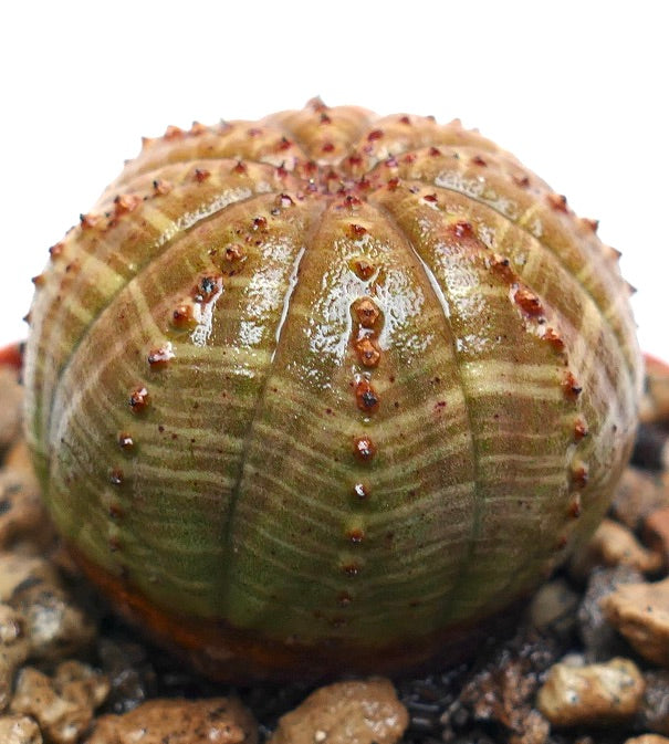 Euphorbia obesa succulenta a forma arrotondata con piccoli tubercoli marroni sulle coste
