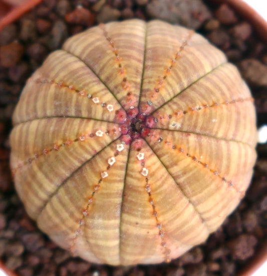 Succulenta Euphorbia obesa con corpo arrotondato a coste e delicato motivo a righe