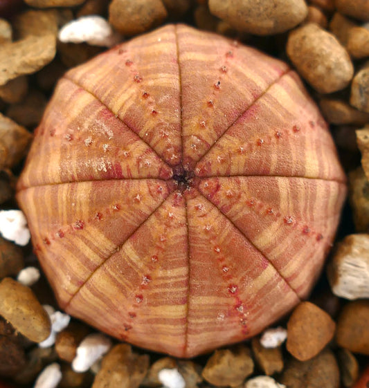 Euphorbia symmetrica succulent with rounded shape and light orange striped pattern on surface