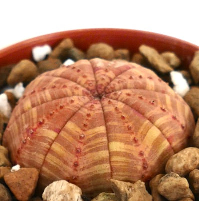 Euphorbia symmetrica succulent with rounded ribbed body and orange striped pattern