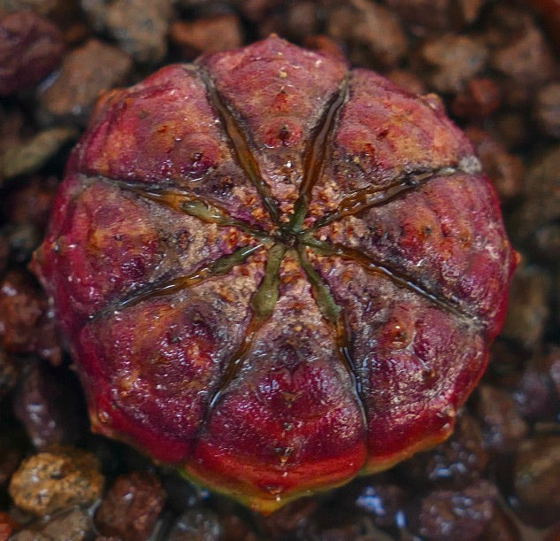 Euphorbia obesa seltener Sukkulent mit gerundeten Rippen und tief rötlich-violetten Farbtönen