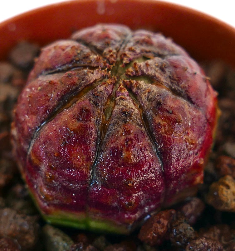 Euphorbia obesa seltene Sukkulente mit abgerundeter, gerippter Form und tiefrot gesprenkelter Haut