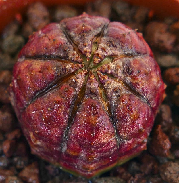 Euphorbia obesa seltener Sukkulent mit abgerundeter, gerippter Struktur und rötlich strukturierter Oberfläche