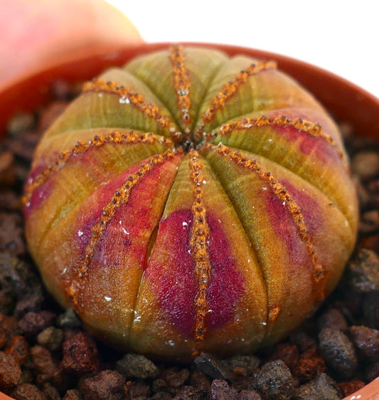 Euphorbia obesa succulent cactus with rounded shape and red-green variegated ribs