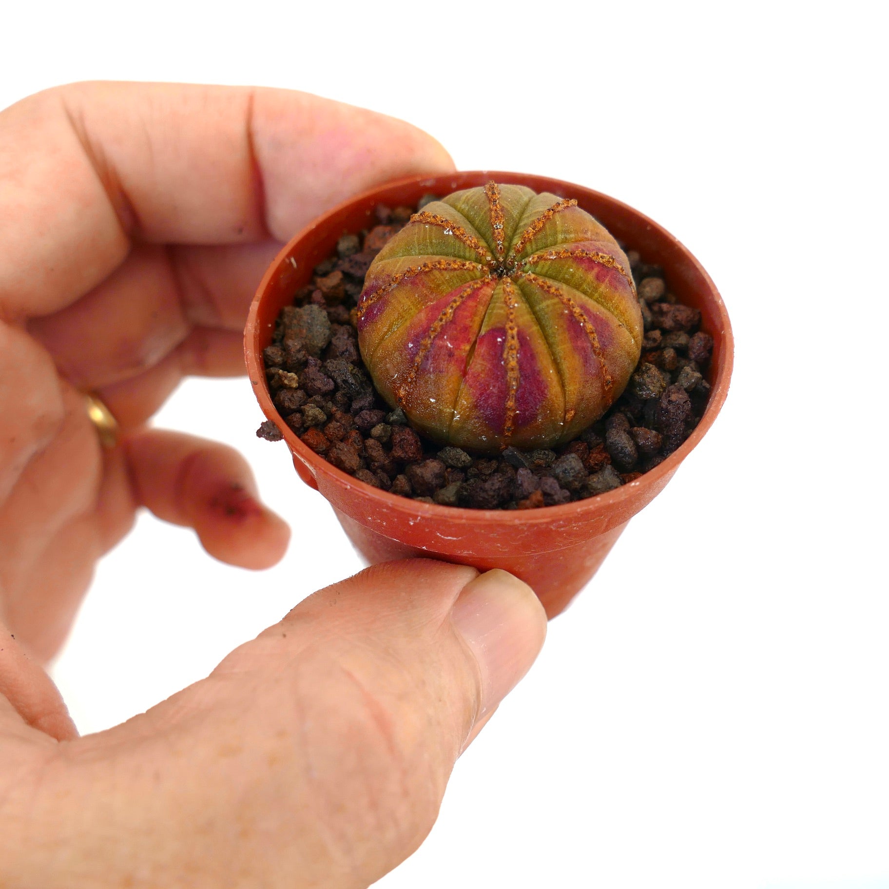 ユーフォルビア・オベサ | Botanical Archive | ユニークな多肉植物の宝石