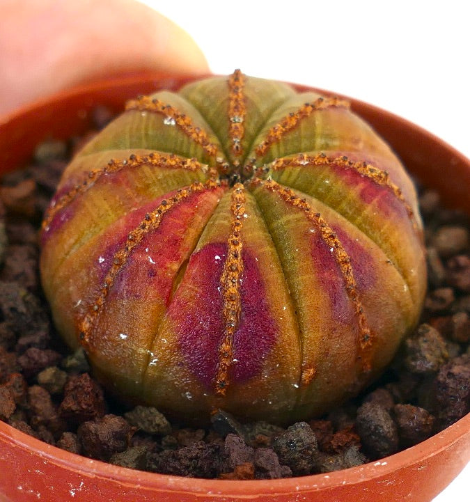 ユーフォルビア・オベサ | Botanical Archive | ユニークな多肉植物の宝石