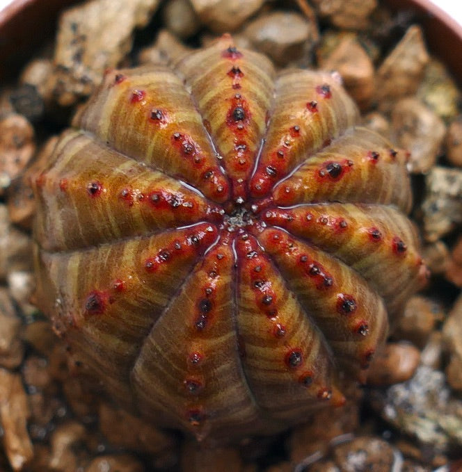 Succulenta Euphorbia obesa con struttura a coste e tubercoli dalla punta rossa in terreno roccioso