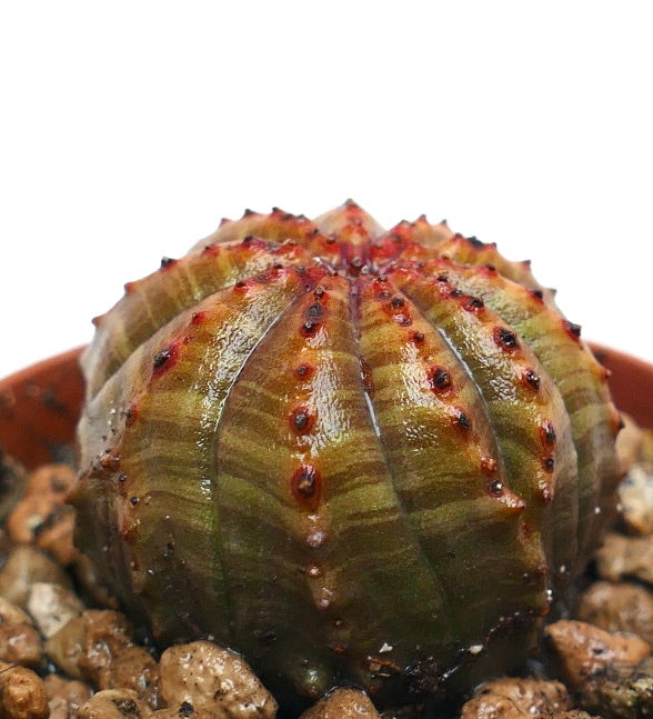 Euphorbia obesa pianta succulenta cactus con superficie verde e rossastra scanalata e dalla texture pronunciata