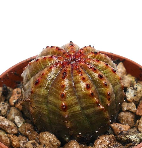 Succulenta Euphorbia obesa con corpo arrotondato costolato e tubercoli rossastri in vaso