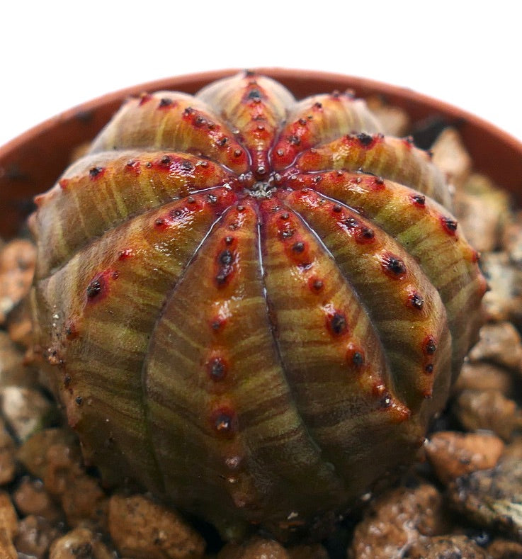 Euphorbia obesa succulenta con coste arrotondate e tubercoli dalle punte rosse in vaso