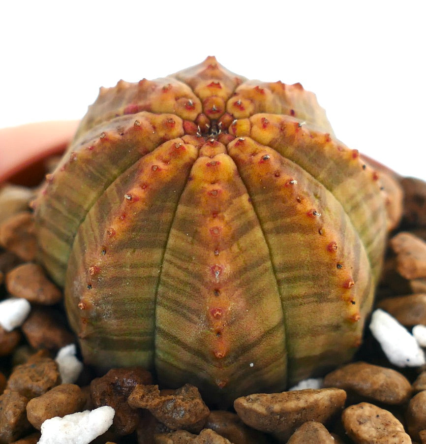 Euphorbia obesa succulent cactus with rounded ribbed body and small orange areoles