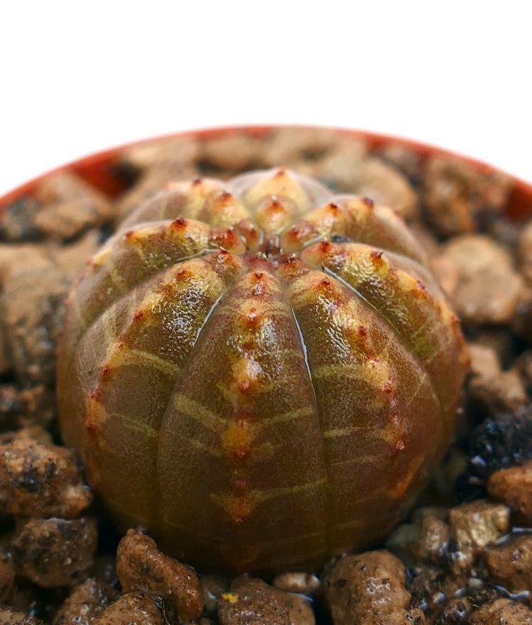 Succulenta Euphorbia obesa con corpo arrotondato costolato e piccoli tubercoli arancioni che crescono in terreno roccioso