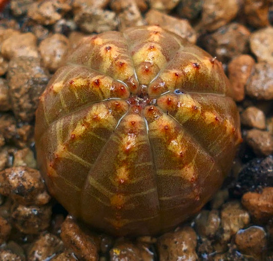 Euphorbia obesa raro succulento con corpo arrotondato e costolato e piccoli tubercoli rossi sul terreno