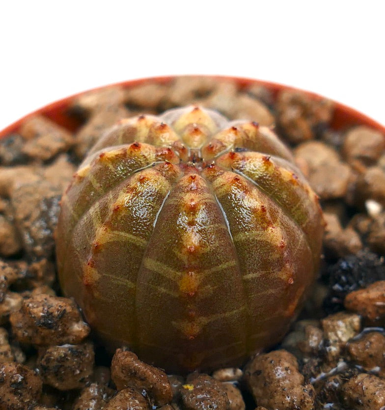 Euphorbia obesa piccola succulenta rotonda con motivo a coste e tubercoli rossastri nel terreno
