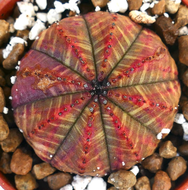 Euphorbia obesa succulenta rara con corpo arrotondato e costolato e variegatura rosso-verde