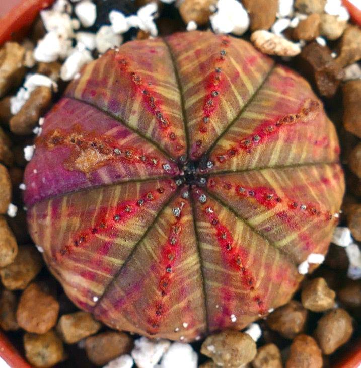 Euphorbia obesa succulenta con corpo rotondo costoluto e motivo variegato rosso-verde