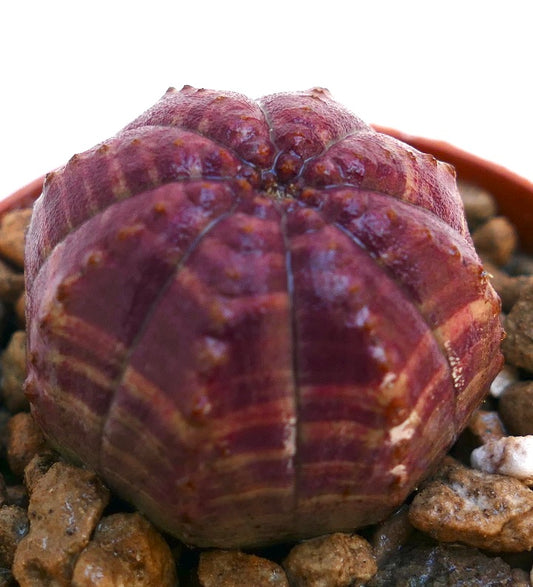 Euphorbia obesa raro succulento con corpo arrotondato, costolato e viola e superficie texturizzata