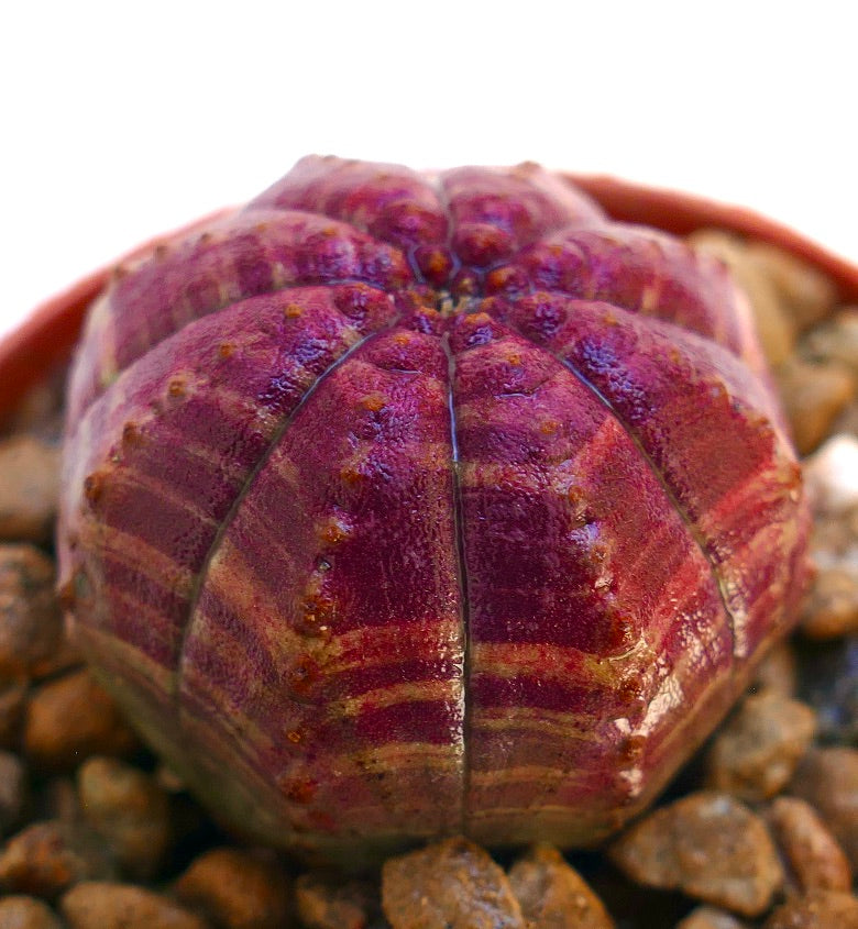 Succulenta Euphorbia obesa dalla forma arrotondata e costolata con texture a strisce viola scuro