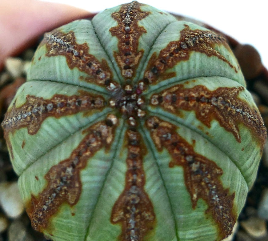 Vista dall'alto di Euphorbia obesa con evidenti marcature marroni a forma di freccia lungo le sue costole verdi, piantata in ghiaia.