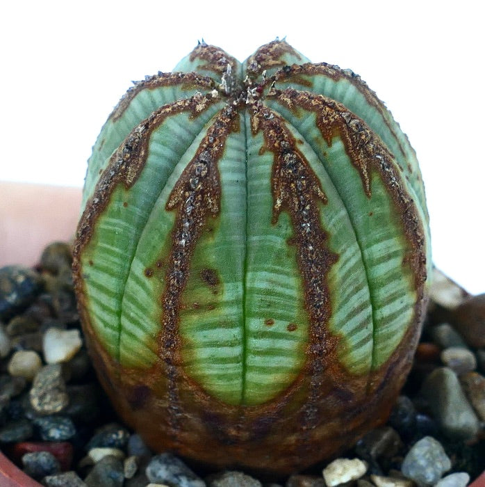 Vista laterale di Euphorbia obesa che mostra costolature verticali segnate da chiazze marroni a forma di freccia, piantata in un vaso con ghiaia.