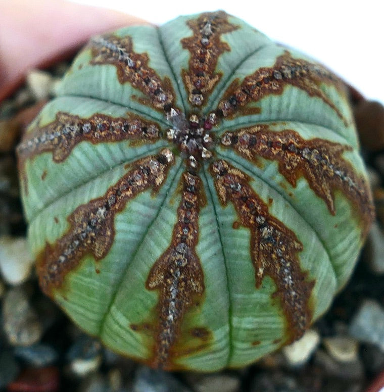 Primo piano della parte superiore di Euphorbia obesa che mette in risalto le sue costole radiali e i motivi a freccia marrone sul corpo sferico verde.