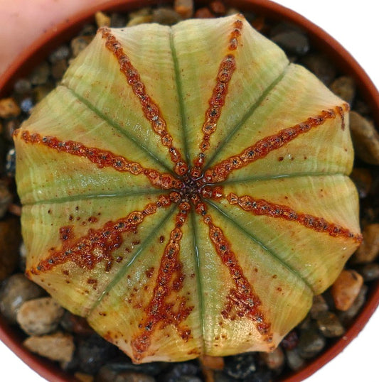 Vista dall'alto di Euphorbia obesa in vaso, che mostra il suo corpo arrotondato con costole verdi e striature irregolari rossastro-marroni che si irradiano dal centro.