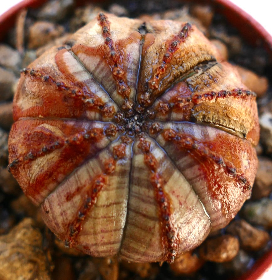 Euphorbia obesa, raro succulenta con costole asimmetriche dal motivo marrone e beige