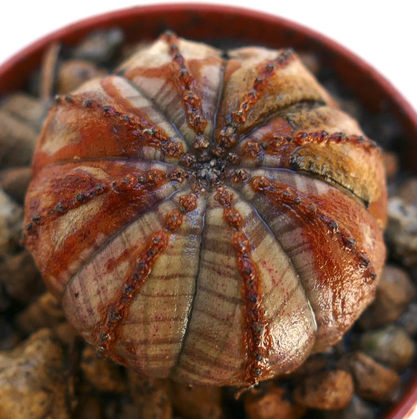 Euphorbia obesa raro succulent con costole asimmetriche a motivo marrone e beige e areole strutturate