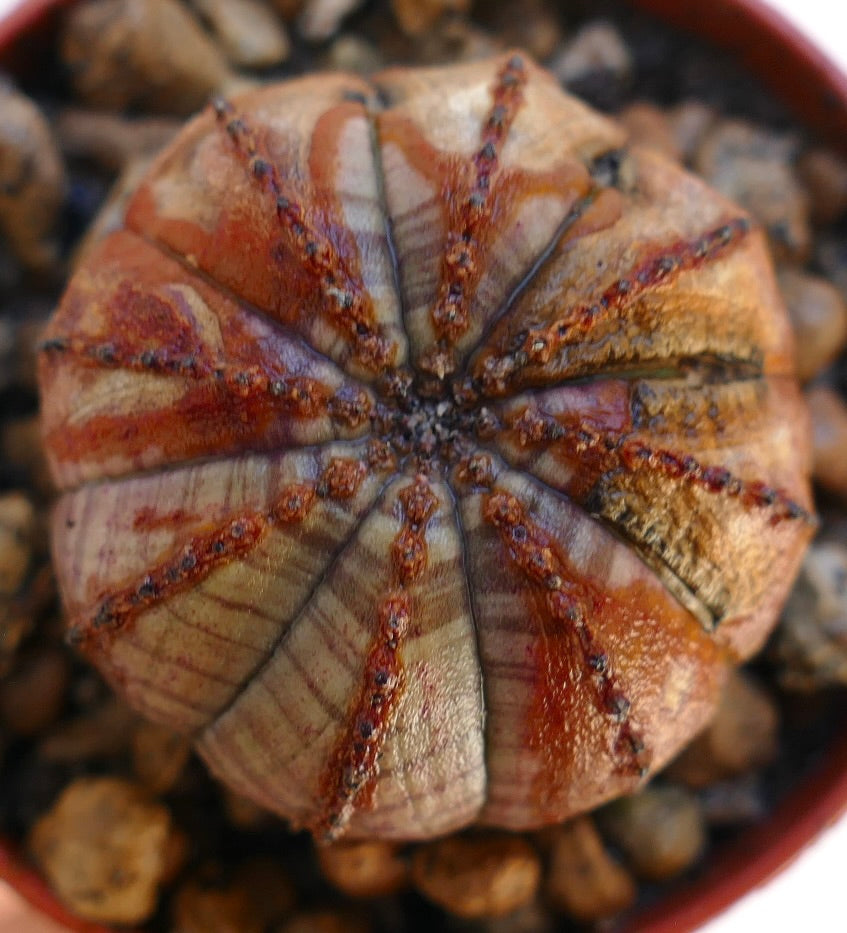 Succulenta Euphorbia obesa con motivi asimmetrici rari e costolature strutturate in tonalità terrose