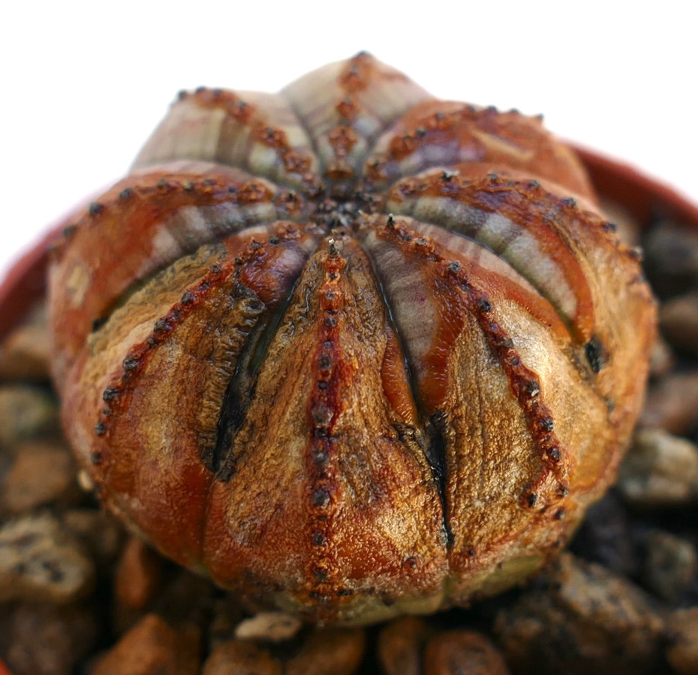 Euphorbia obesa pianta succulenta con cactus dalle rare e asimmetriche sfumature marroni e verdi