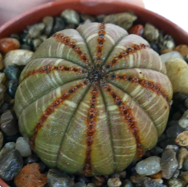 Euphorbia obesa BALL BROWN GREY COLLEZIONABILE con linee marroni, cactus rotondo e compatto, con strisce marroni lungo le coste verde-grigie, fotografato in un piccolo vaso.