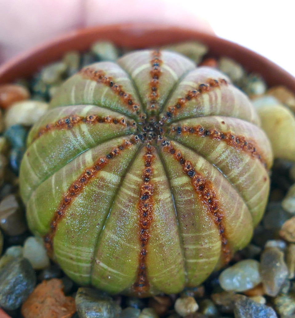 Euphorbia obesa BALL BROWN GREY CON LINEE MARRONI ibrido succulento, visto dall'alto, con costolature simmetriche, colorazione grigio-marrone e distinti linee verticali marroni.