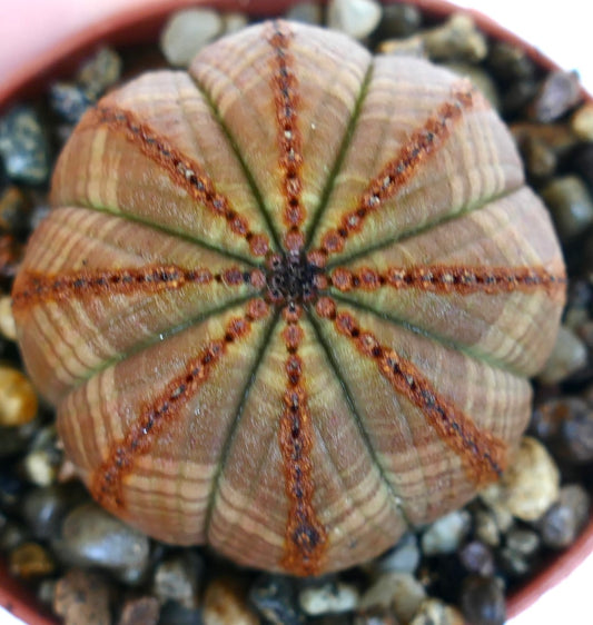 Vista dall'alto di Euphorbia obesa forma brunastra, succulenta sferica con costole simmetriche, leggere striature e linee punteggiate marroni in rilievo, coltivata in terreno roccioso.