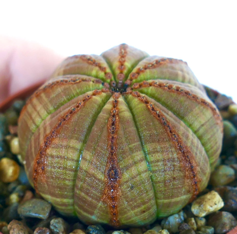 Prospettiva laterale di Euphorbia obesa, sfera marrone, succulenta simile a un cactus con costolature segmentate, lievi striature verdi e linee marroni testurizzate, piantata in un vaso con ciottoli.