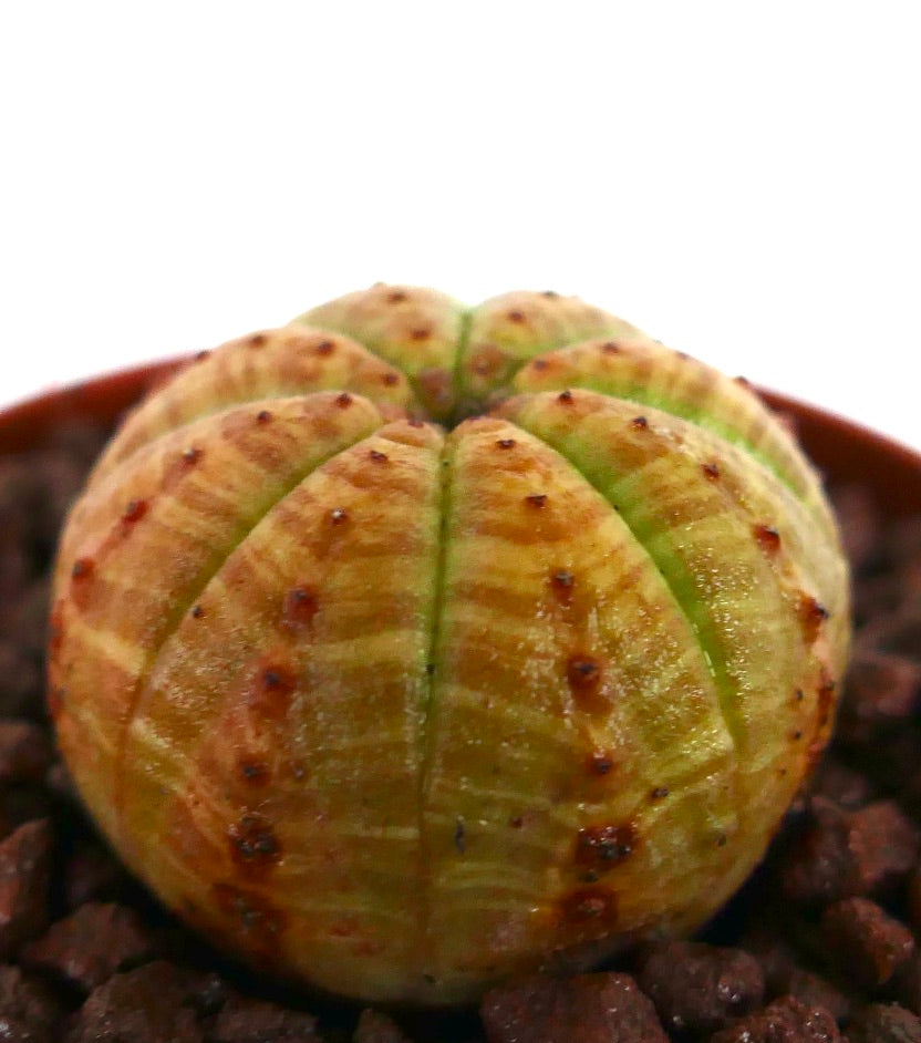 ユーフォルビア・オベサ 多肉植物のサボテン、丸くて縞模様の黄緑色の体に小さな茶色のイボ状突起