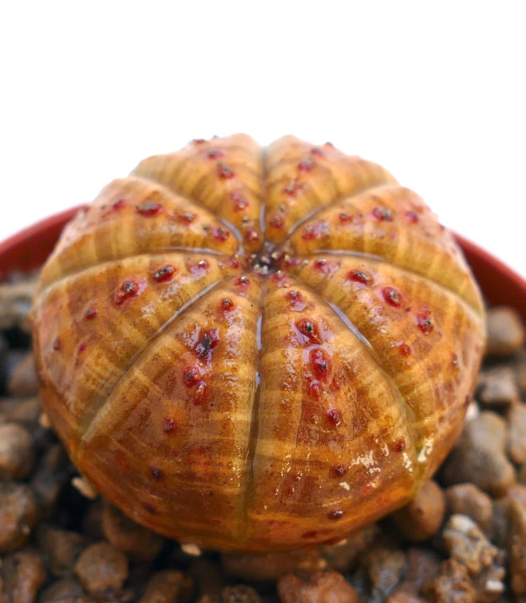 Euphorbia obesa rara succulenta dalla forma arrotondata e costolata con macchie rosse strutturate