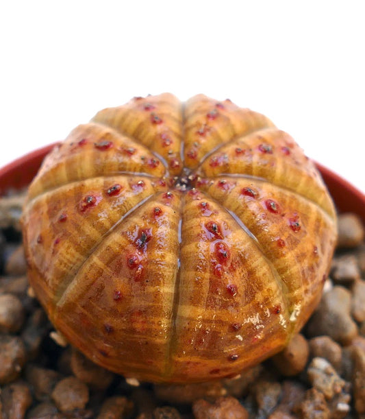 Euphorbia obesa rara succulenta dalla forma arrotondata e costolata con macchie rosse strutturate
