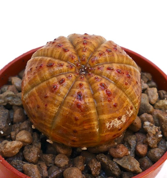 ユーフォルビア・オベサ | Botanical Archive | ユニークな多肉