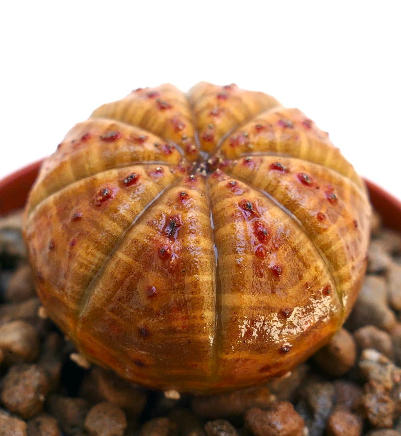 Euphorbia obesa, cactus succulento con forma arrotondata a palla e protuberanze rossastre dalla texture particolare