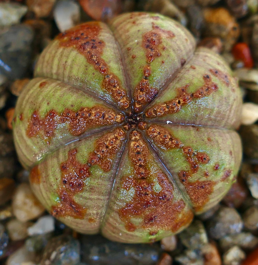Top view of Euphorbia obesa, highlighting its spherical shape with radial ribs and scattered reddish-brown mottling on a light green base.