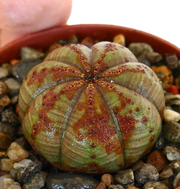 Euphorbia obesa photographed at an angle in a pot with gravel, displaying its ribbed dome-like form covered with uneven reddish-brown markings.