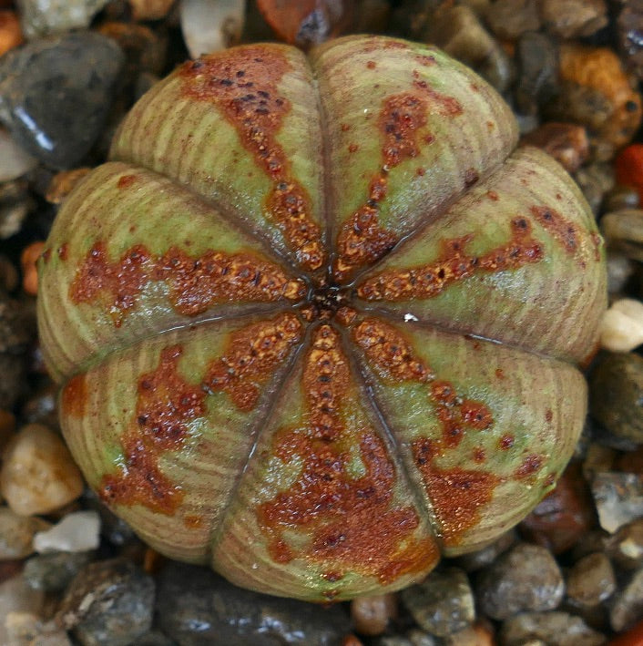 Overhead view of Euphorbia obesa in a pot, showing its round segmented body with prominent ribs and extensive reddish-brown mottled patches.