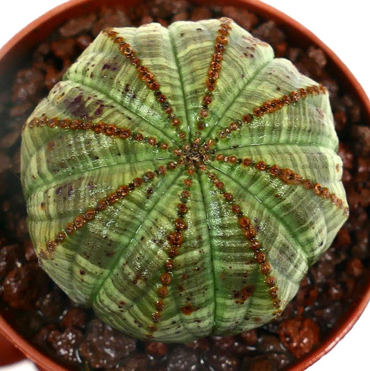 Euphorbia obesa BALL GREEN STRIATA 14D5