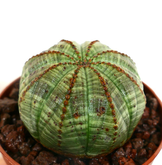 Euphorbia obesa BALL GREEN STRIATA 14D5