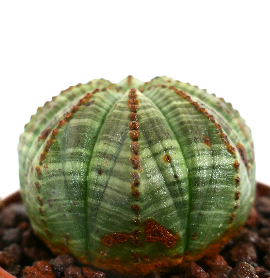Euphorbia obesa BALL GREEN STRIATA 14D5