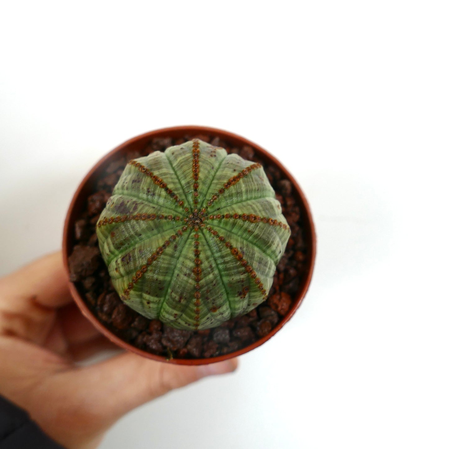 Euphorbia obesa BALL GREEN STRIATA 14D5